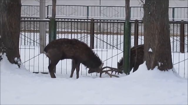 СУПЕРБОЙ ОЛЕНЕЙ в парке г.Алексеевка смотреть онлайн