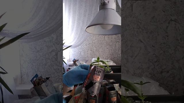 Пакетики из-под корма животных использую, как стаканчики для рассады смотреть онлайн