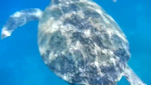 Египет морские черепахи.-Red Sea-Sea turtles. Nikon Coolpix AW110 смотреть онлайн
