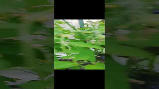 Что выросло?