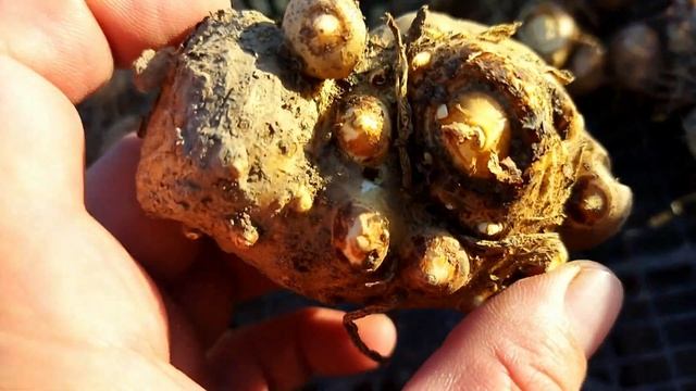 Каллы осенью смотреть онлайн