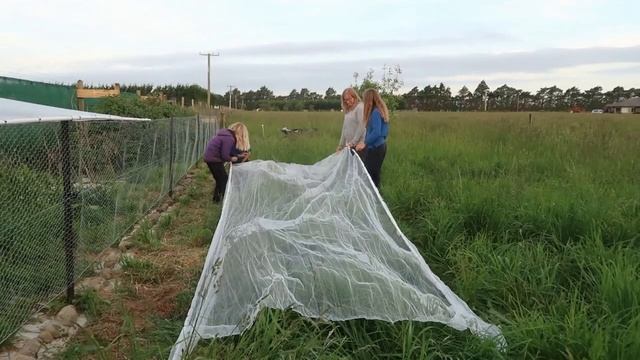 How to set up Bird Netting for Raspberries смотреть онлайн