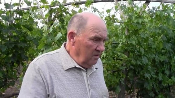 Как правильно удобрять и подкармливать виноград?