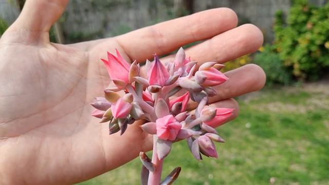 Echeverias con carunculas les mostramos algunas con sus nombres #terrasuculenta #tips #suculentas смотреть онлайн