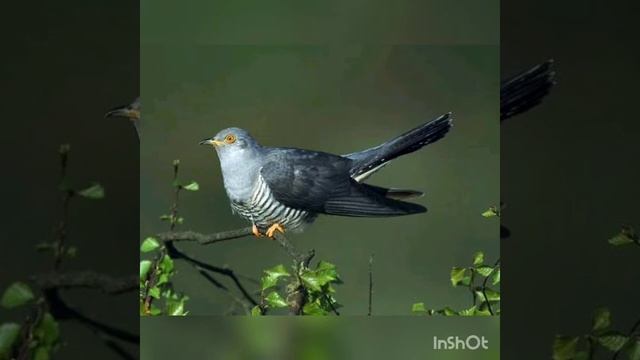 Окружающий мир. Тема: птицы ?️ смотреть онлайн