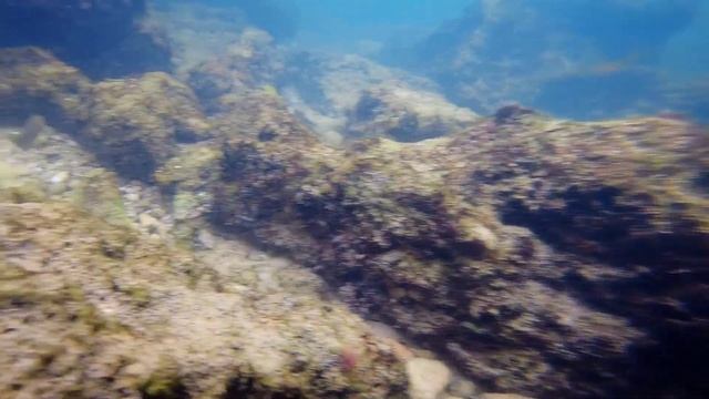 Рыба зеленушка (рулена) в Чёрном море. смотреть онлайн