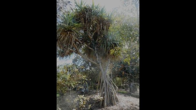 Plant ID: Screw Pine (Pandanus Tectorius)