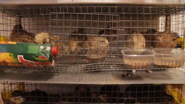 Домашнее содержание перепелов в квартире в батареях
