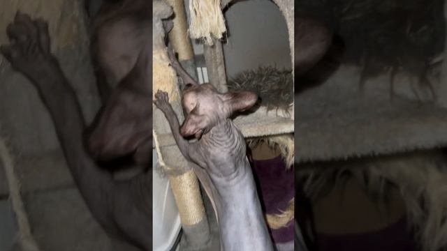 Вечно я не вовремя захожу к ней Откуда я знал? смотреть онлайн