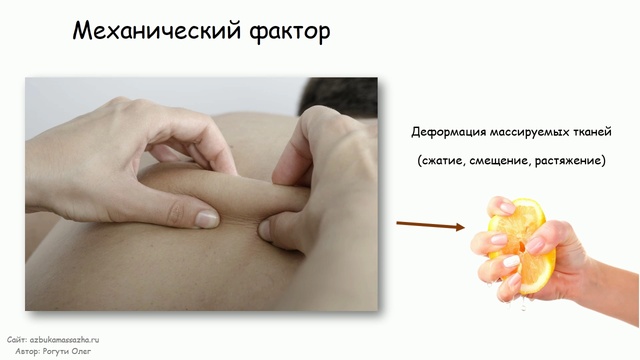 Как работает массаж (механический фактор) | Урок 3, часть 1 | Обучение массажу