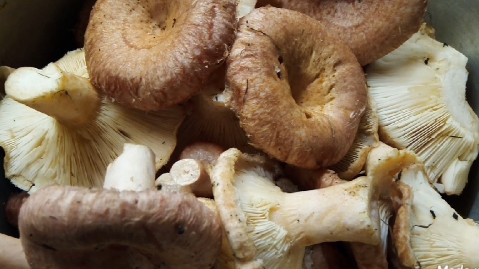 МАРИНА АНГЕЛИНА