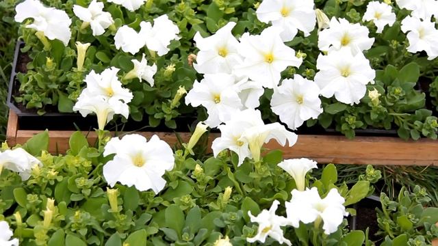 U news. Весенняя посадка цветов в Стерлитамаке смотреть онлайн