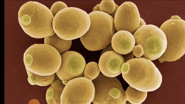 Что такое дрожжи❓ смотреть онлайн