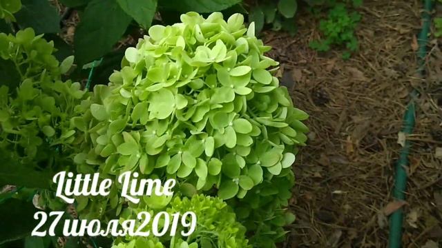 27июля2019 Цветение спустя 2недели Карликовой Метельчатой Гортензии Little Lime✌️? смотреть онлайн