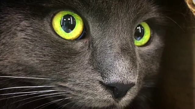 Мистические глаза кота Бени в гостинице для кошек Мир Мяу (Киев) смотреть онлайн