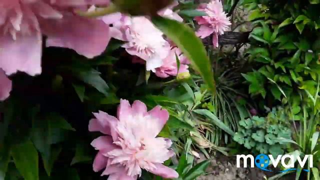 Сельские (майские) зарисовки смотреть онлайн