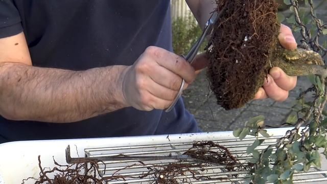 Transplante - Quercus Suber ou "Sobreiro" (primavera 2019) смотреть онлайн