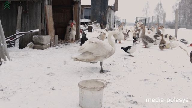 В Ганьковичах на частном подворье поселился лебедь
