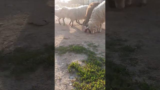 Как я провела в деревне лето! Село Салейкино. смотреть онлайн