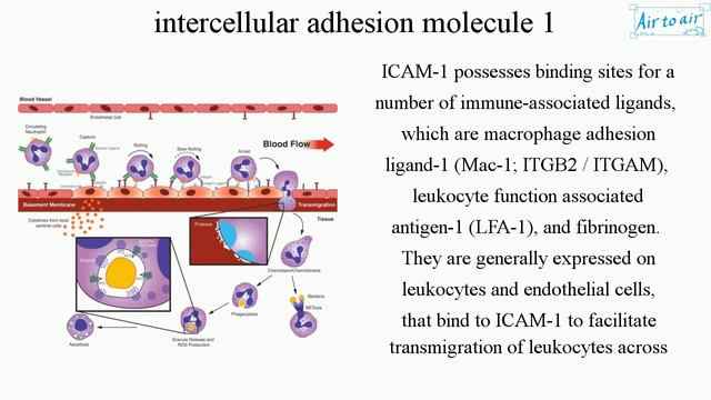 intercellular adhesion molecule 1 смотреть онлайн