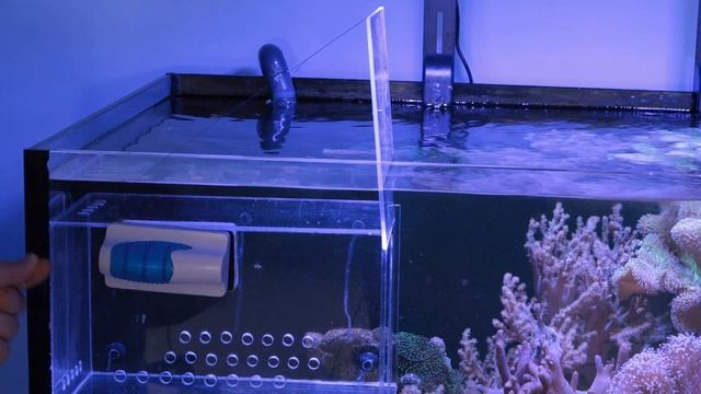 Как поймать рыбу в морском аквариуме