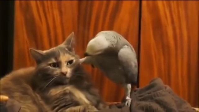 Борзый попугай смотреть онлайн