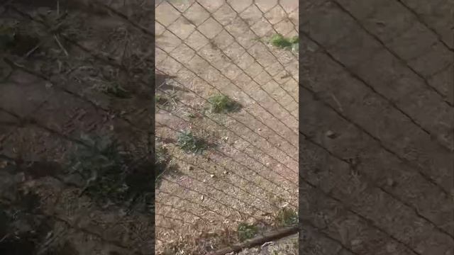 Поехали кормить гусей драка за хлеб !!!! смотреть онлайн