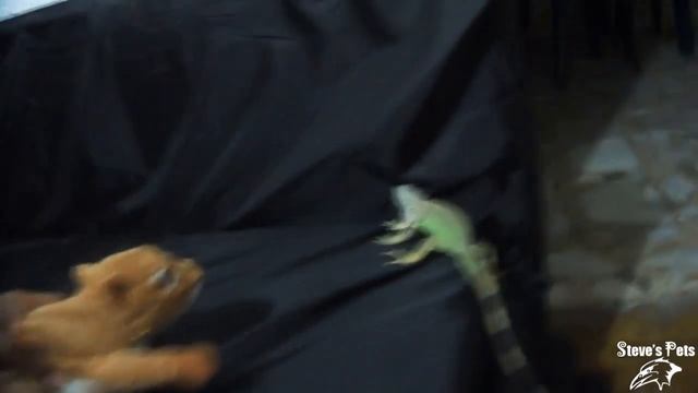 Iguana Bites Off Finger Of Woman - Reptile as a Pet смотреть онлайн