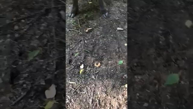 Кабаны в природе 2 смотреть онлайн