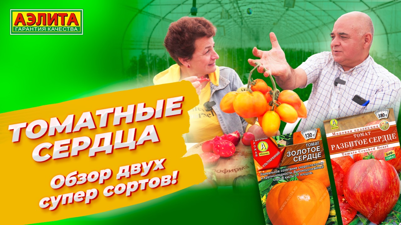 Томаты-сердца от Аэлиты! Обзор двух СУПЕР СОРТОВ! смотреть онлайн
