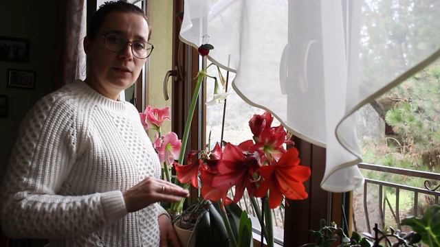 Hipeastum -NIE Amarylis jak rozmnożyć roślinę смотреть онлайн