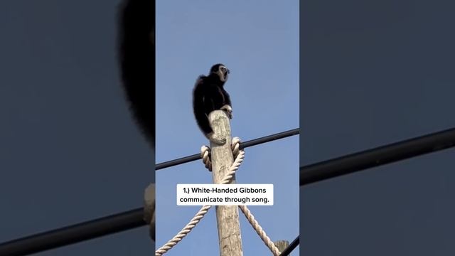 ✨Gibbon Fun Facts ✨ #whitehandedgibbon #gibbon #gibbons #ape #apes #animals #zoo смотреть онлайн