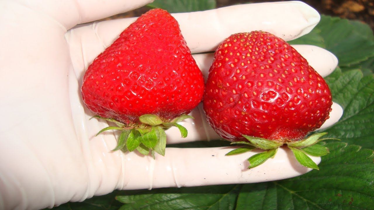 РЕМОНТАНТНАЯ КЛУБНИКА АЛЬБИОН . НЕДОСТАТКИ РЕМОНТАНТНОЙ КЛУБНИКИ АЛЬБИОН смотреть онлайн