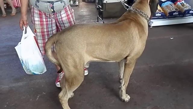 Огромный ФИЛА БРАЗИЛЕЙРО. Fila Brasileiro. Odessa. смотреть онлайн