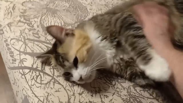 История спасения Малышки 2-й. Маля. Сладкомаля. Папкины и мамкины слëзы........ смотреть онлайн