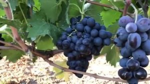 Виноград Феникс (В 39-24) (Кишмиш)