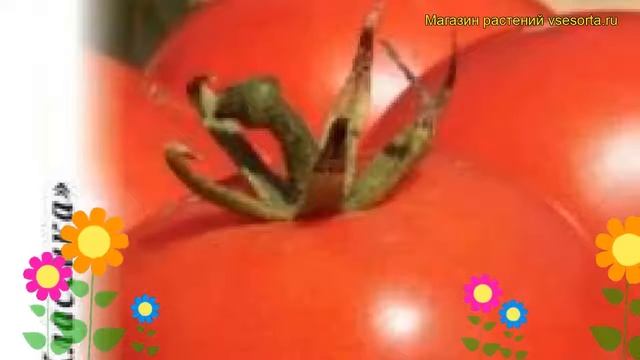 Томат Солярис (Томат). Краткий обзор, описание характеристик, где купить семена Solánum Lycopérsicu