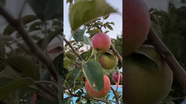 СУПЕР ЗЕЛЕНАЯ ТЕРРИТОРИЯ ДОМА В АРЕНДУ НА АЗОВСКОМ МОРЕ! смотреть онлайн