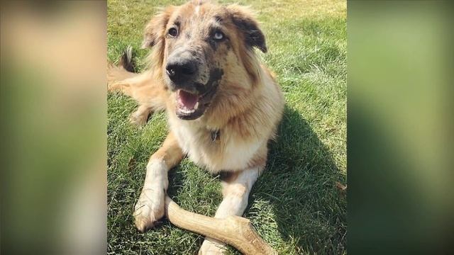 Оленьи рога для собак всех пород смотреть онлайн