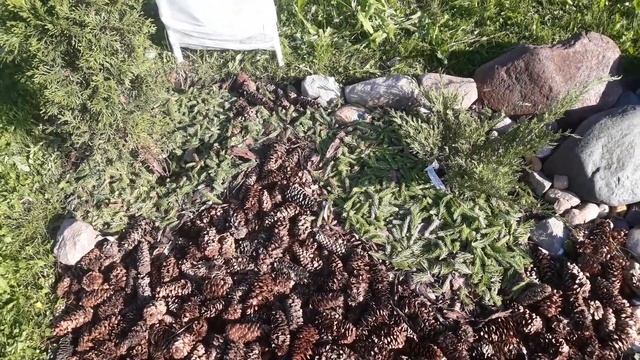 Мульча из молодых побегов ели и сосны смотреть онлайн