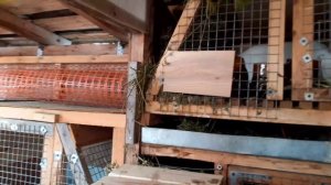 Курятник и крольчатник на дачном участке. Можно ли содержать кур и кроликов  в месте? По мне так да