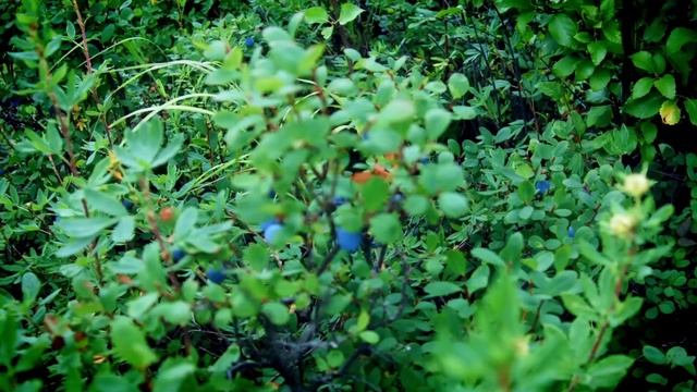 Сохондинский заповедник смотреть онлайн