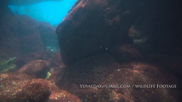 Alaskan sea otter 4K / (Enhydra lutris) смотреть онлайн