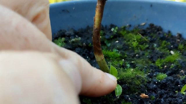 Простой способ укоренения гортензии смотреть онлайн