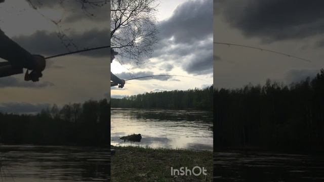 Рыбалка в Карелии ! Ловим форель ! смотреть онлайн