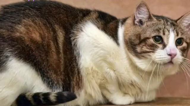 Ко дню Святого Валентина 2016 смотреть онлайн