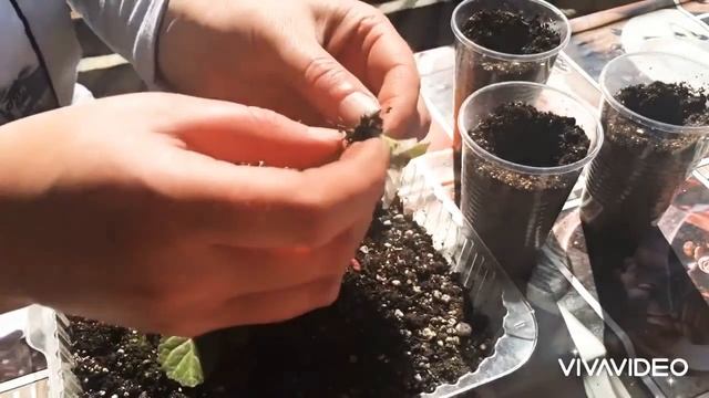 Пробовали размножать Глоксинию листом? ?? Это очень легко! смотреть онлайн