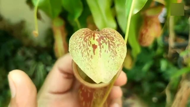 এমন অদ্ভুত গাছ দেখে আপনি ও অবাক হয়ে যাবেন। Most Unique Plant In The World смотреть онлайн