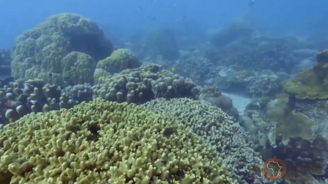 Chumbe Island Coral Park Zanzibar смотреть онлайн