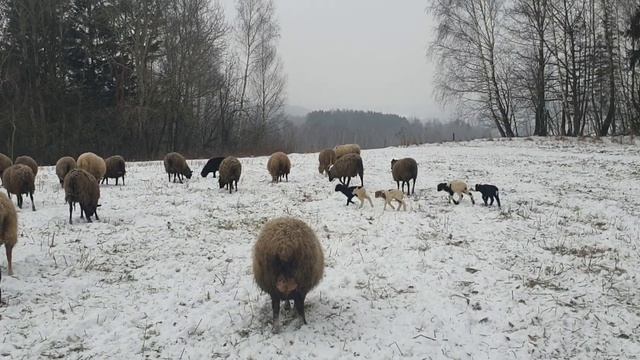 Стадо баранов производителей Дорпер и ягнят полукровок с овцематками в поле смотреть онлайн